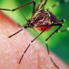 When Did Mosquitoes First Start Feeding on Humans?