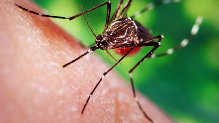 When Did Mosquitoes First Start Feeding on Humans?