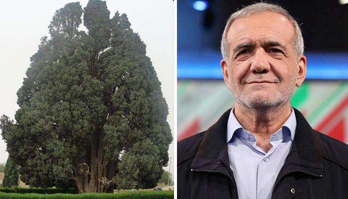 Iranian President Shares Photo of 4,500-Year-Old Tree