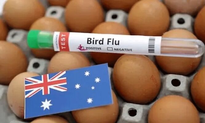  آسٹریلیا میں پہلے مین لینڈ H5N1 کیسز کے بعد برڈ فلو نگرانی میں اضافہ