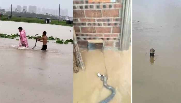 China Floods Trigger Escape of Snakes and Crocodiles Into Residential Areas