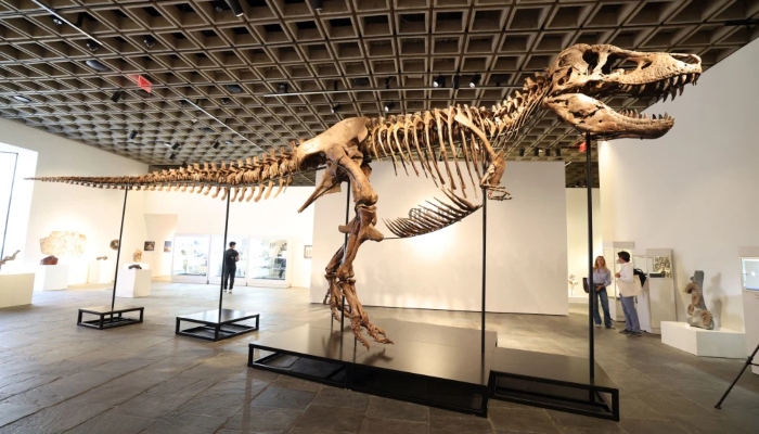 T. Rex skeleton sold