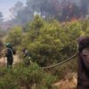 Algeria wildfires